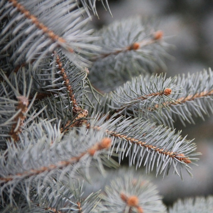 Picea Pungens "Blue Diamond" | Cepellón