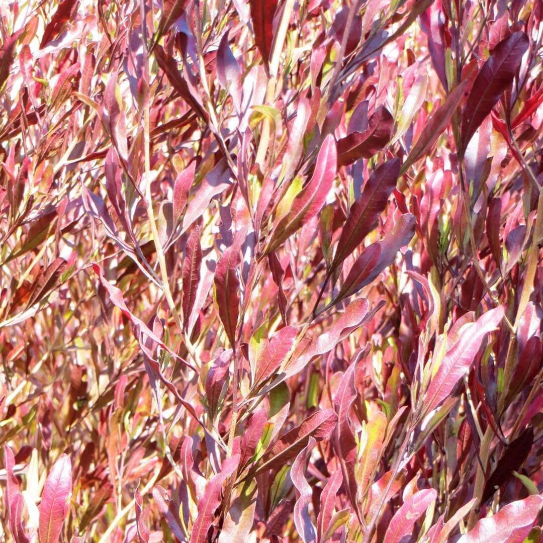 Dodonaea viscosa 'Purpurea'