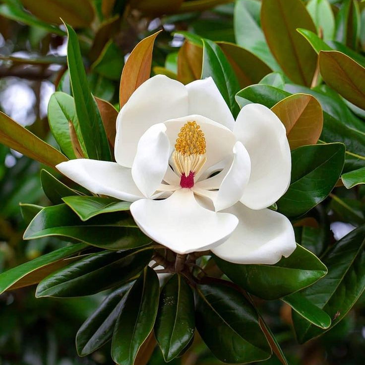 Magnolia Grandiflora | Cepellón