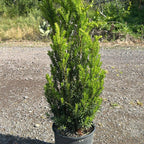 Taxus Media Hilli 60/80 cm 5L