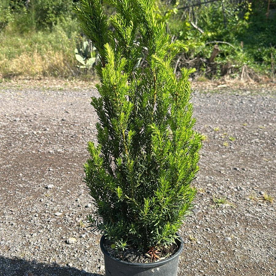 Taxus Media Hilli 60/80 cm 5L