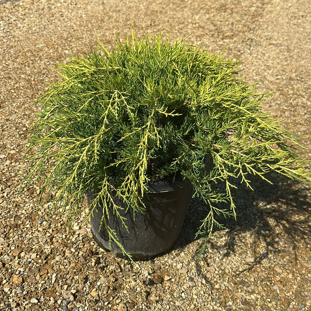Juniperus Media Old Gold 40/60 cm 10L