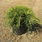 Juniperus Media Old Gold 40/60 cm 10L