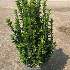 Euonymus Jap. Benkomasaki 40/60 cm 5L