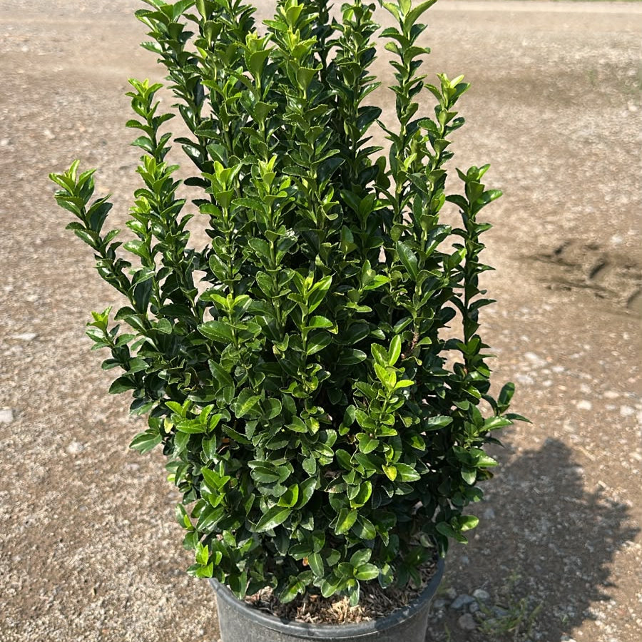 Euonymus Jap. Benkomasaki 40/60 cm 5L