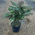 Mahonia Media Charity 70/90 cm 10L
