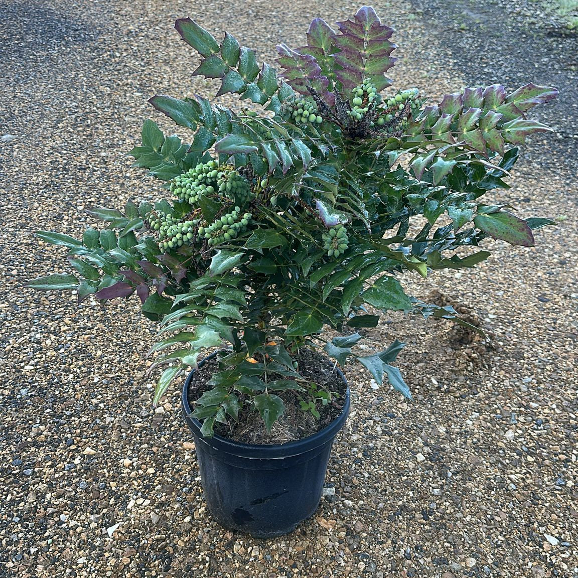 Mahonia Media Charity 70/90 cm 10L