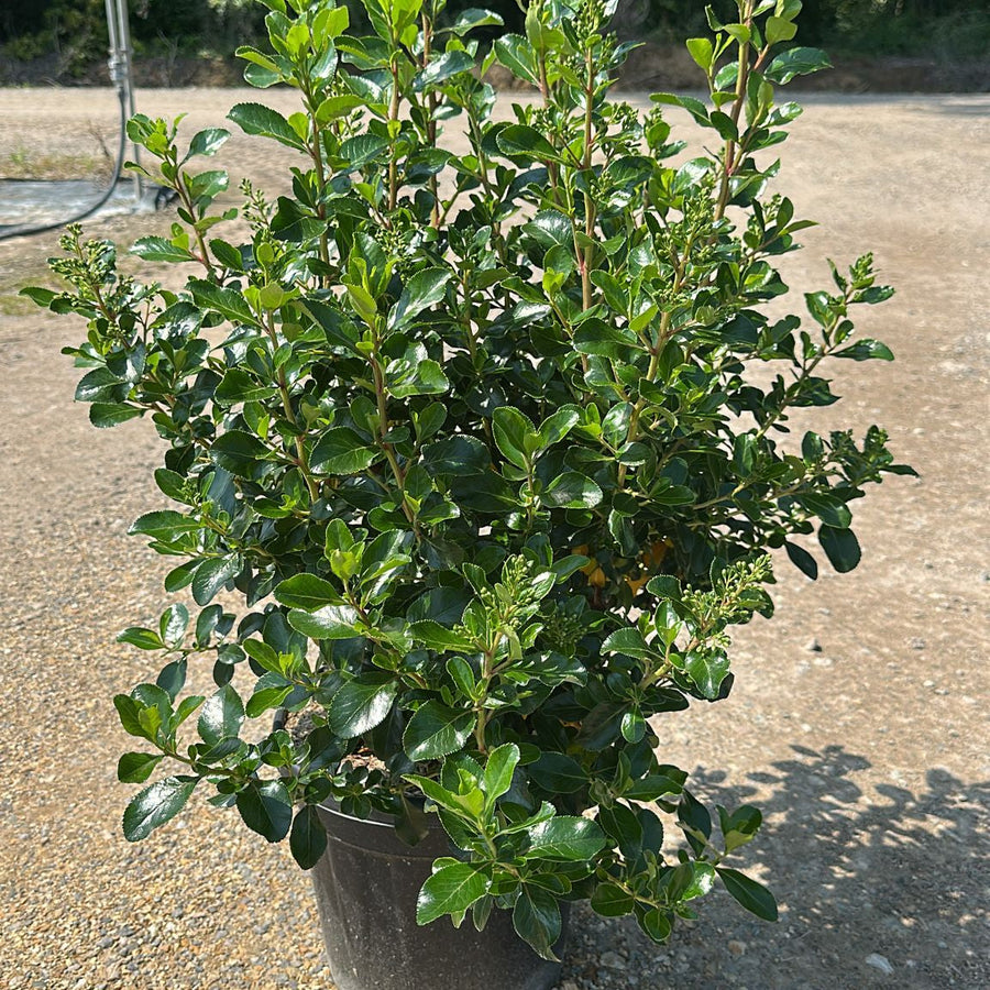 Escallonia Iveyi 80/100 cm 10L