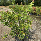 Callistemon Citrinus Splendens 80/100 cm 10L