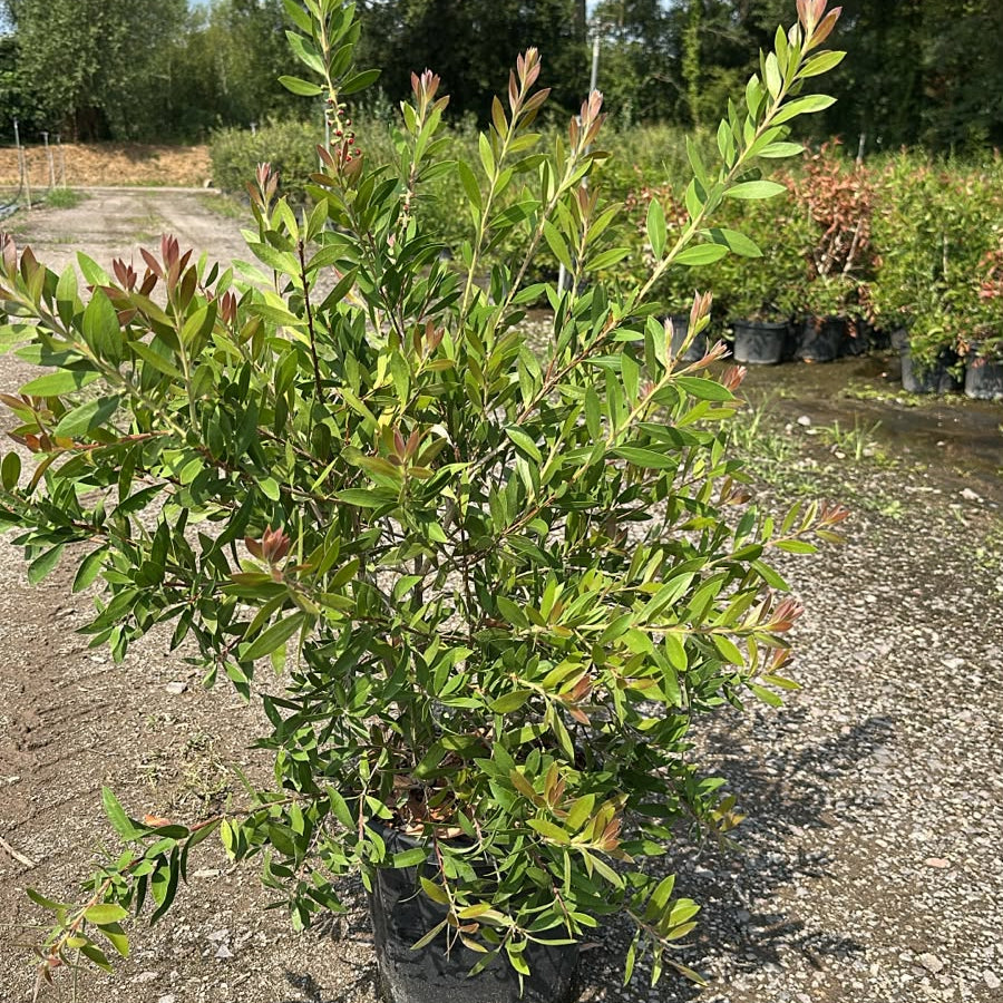 Callistemon Citrinus Splendens 80/100 cm 10L