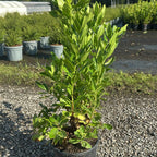 Arbutus Unedo 60/80 cm 5L