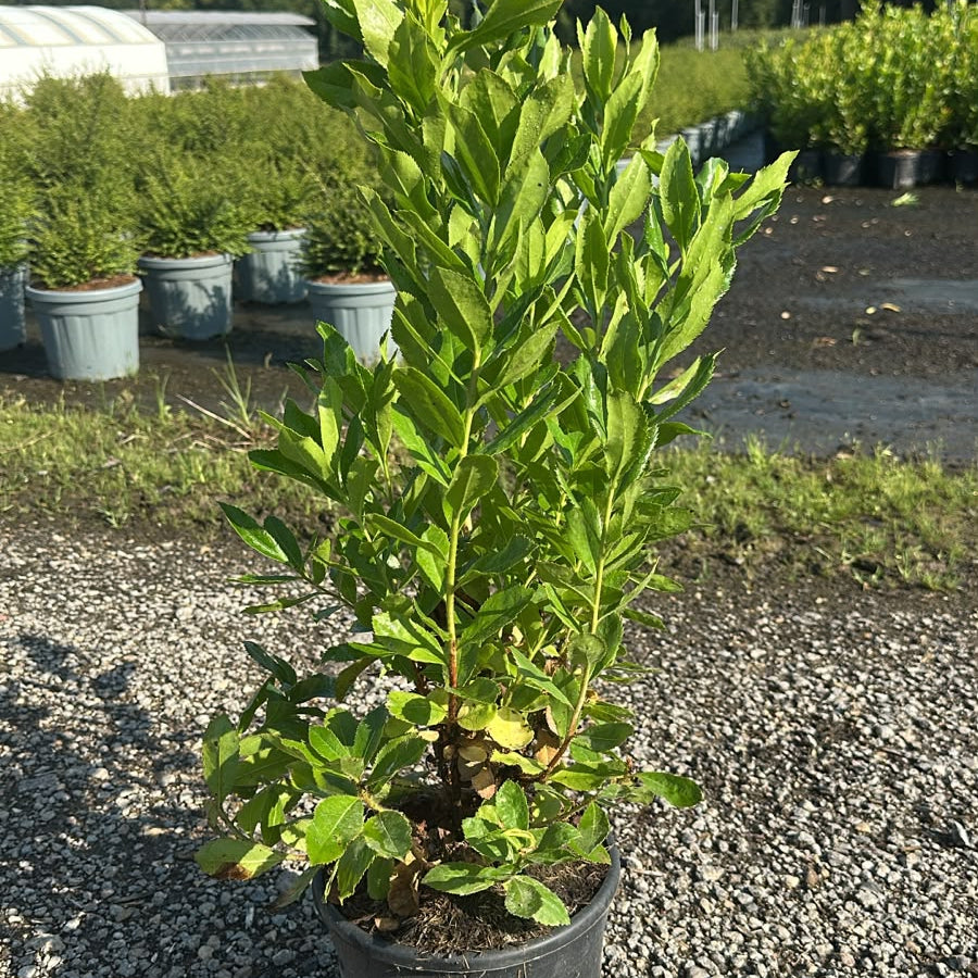 Arbutus Unedo 60/80 cm 5L