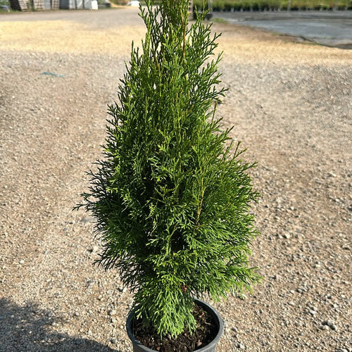 Thuja Occidentalis Smaragd
