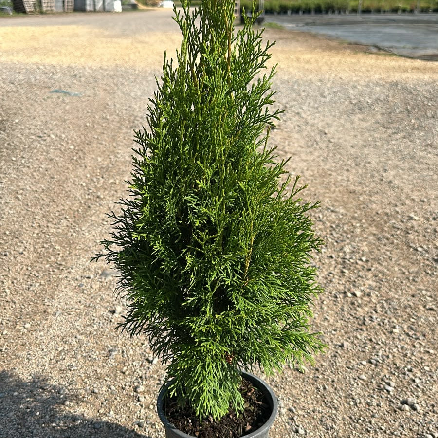 Thuja Occidentalis Smaragd 40/60 cm 3L