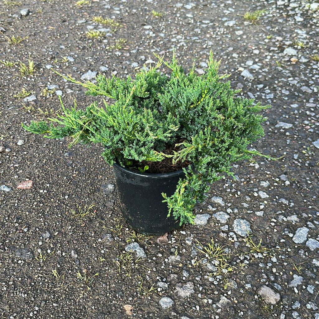 Juniperus Horizontalis Prince of Wales 30/40 cm 3L