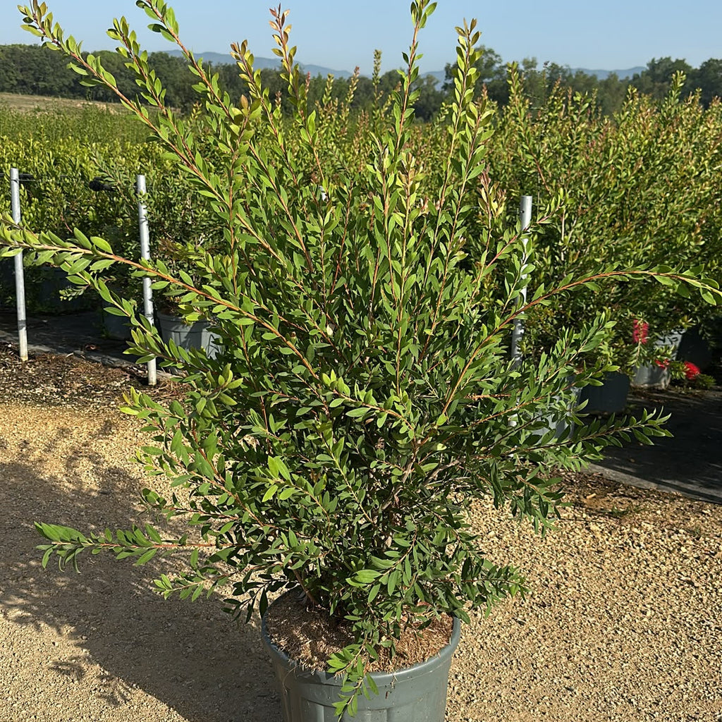 Callistemon Laevis 130/150 cm