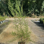 Tamarix Gallica 140/160 cm 10L