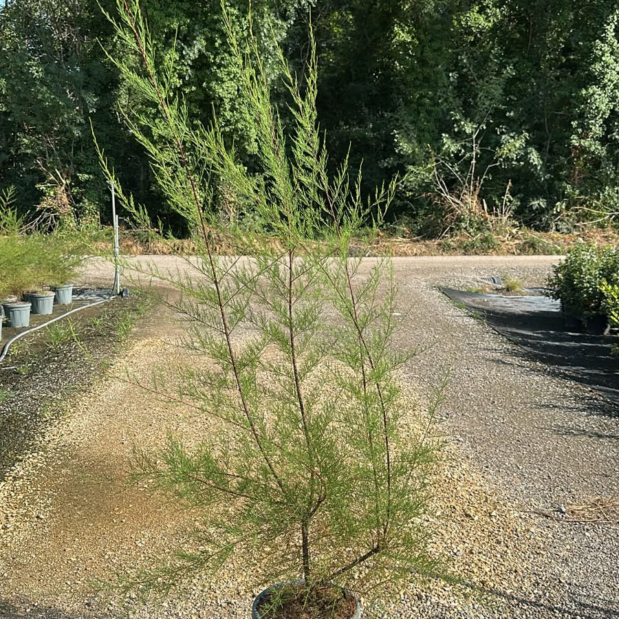 Tamarix Gallica 140/160 cm 10L