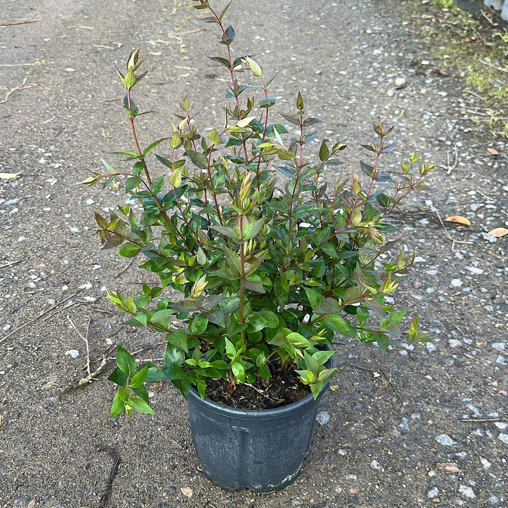 Abelia Grandiflora 40/60 cm 5L