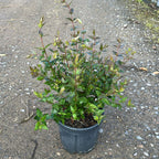 Abelia Grandiflora 40/60 cm 5L
