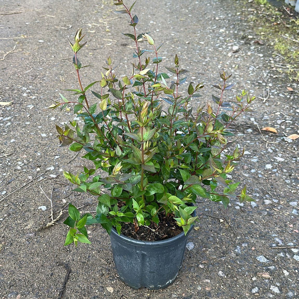 Abelia Grandiflora 40/60 cm 5L