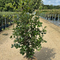Quercus Ilex 120/140 cm 15L