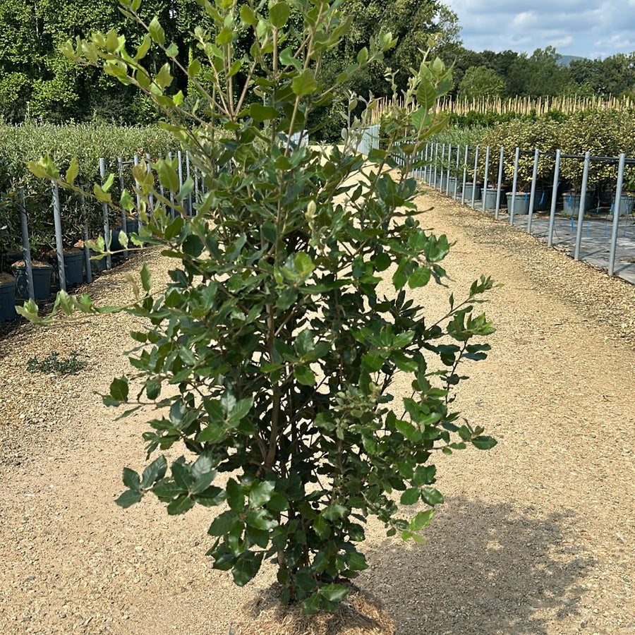 Quercus Ilex 120/140 cm 15L