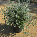 Teucrium Fruticans 60/80 cm 10L