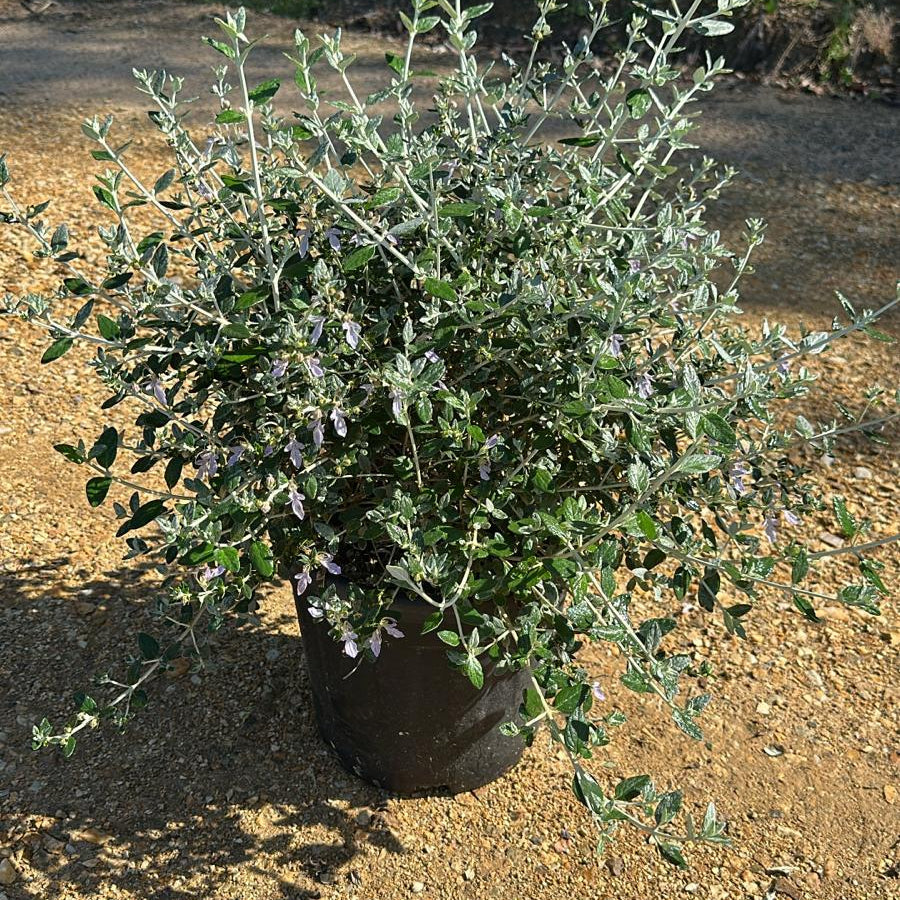 Teucrium Fruticans 60/80 cm 10L