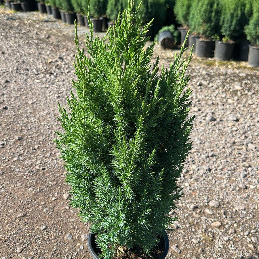 Juniperus Chinensis Stricta 30/40 cm 3L