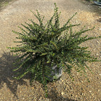 Cotoneaster Horizontalis 40/60 cm 10L