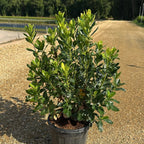 Arbutus Unedo 70/90 cm 10L