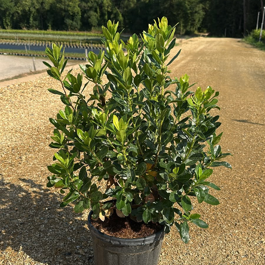Arbutus Unedo 70/90 cm 10L