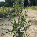 Phillyrea Angustifolia 100/120 cm