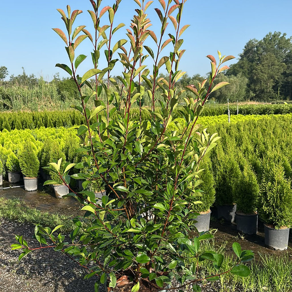 Photinia Fraseri Red Robin 150/175 cm 30L