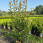Photinia Fraseri Red Robin 150/175 cm 30L