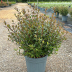 Abelia Grandiflora Prostata 60/80 cm 10L