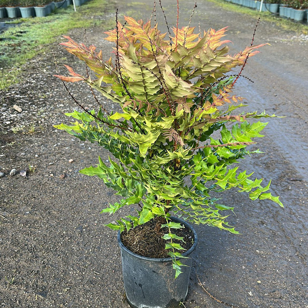 Mahonia Media Charity 50/70 cm 5L