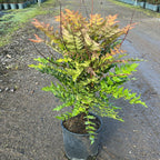 Mahonia Media Charity 50/70 cm 5L