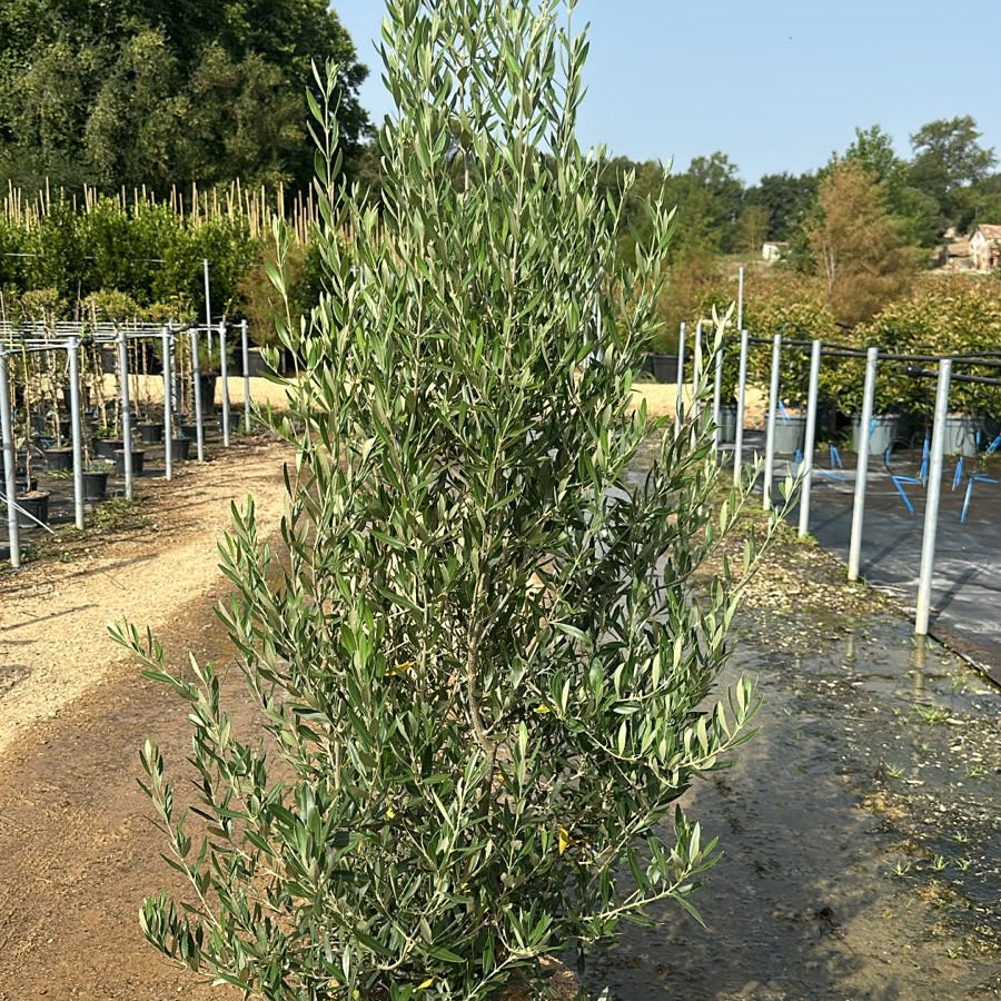 Olea Europaea Cipressino 140/160 cm