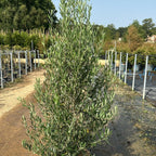 Olea Europaea Cipressino 140/160 cm