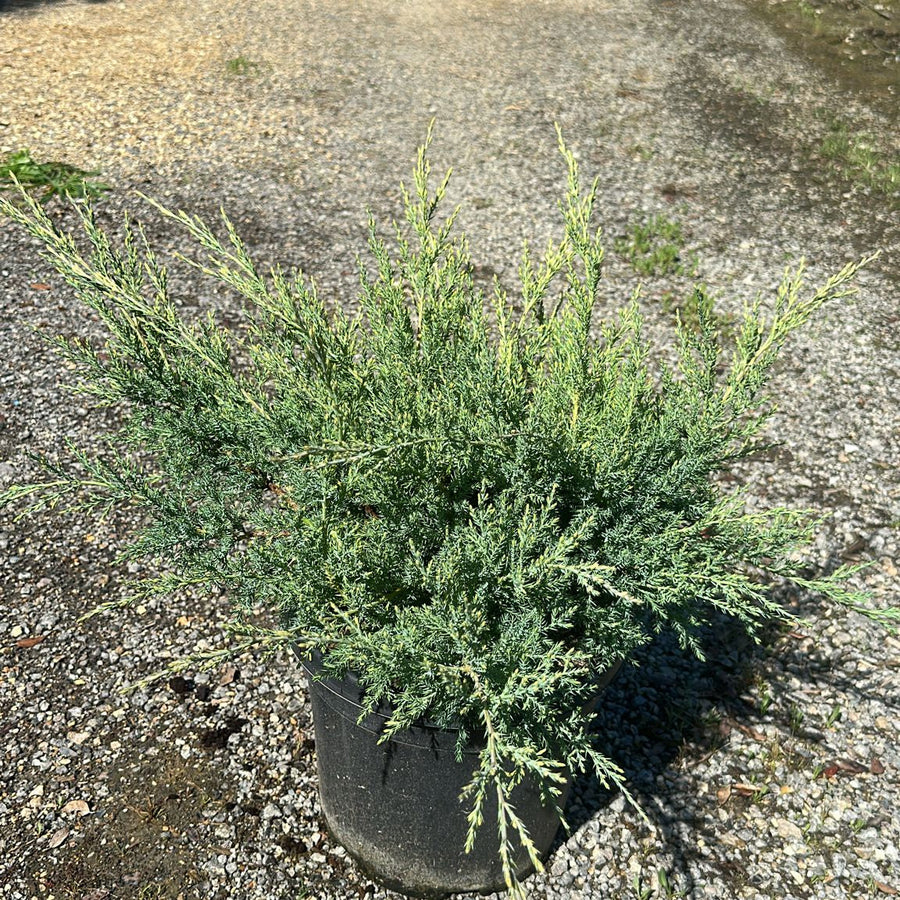 Juniperus Media Pfitzeriana Glauca 40/60 cm 10L