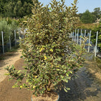 Elaeagnus Ebbingei Viveleg 140/160 cm