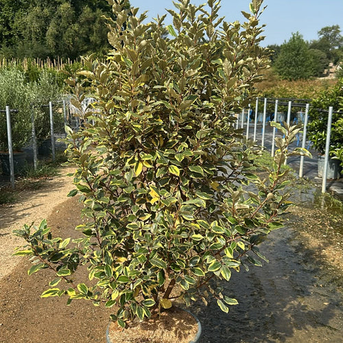 Elaeagnus Ebbingei Viveleg 140/160 cm