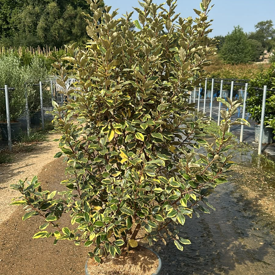 Elaeagnus Ebbingei Viveleg 140/160 cm