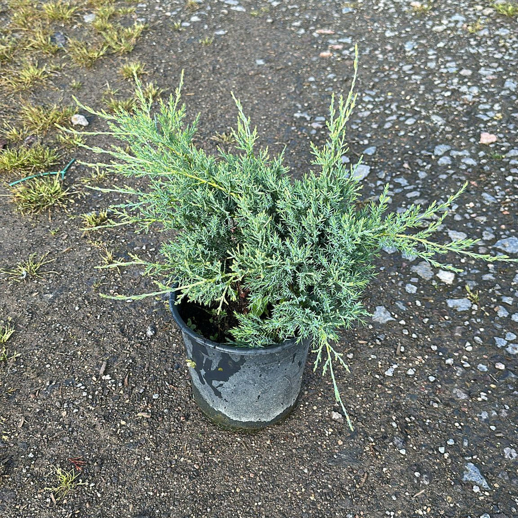 Juniperus Media Pfitzeriana Glauca 30/40 cm 3L