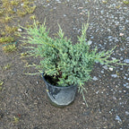 Juniperus Media Pfitzeriana Glauca 30/40 cm 3L