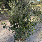 Quercus Ilex 140/160 cm 30L