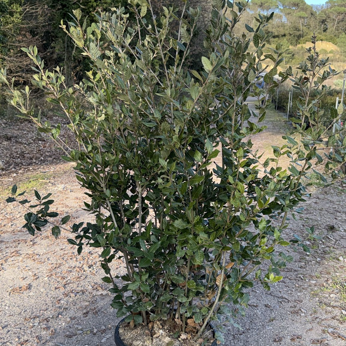 Quercus Ilex 140/160 cm 30L