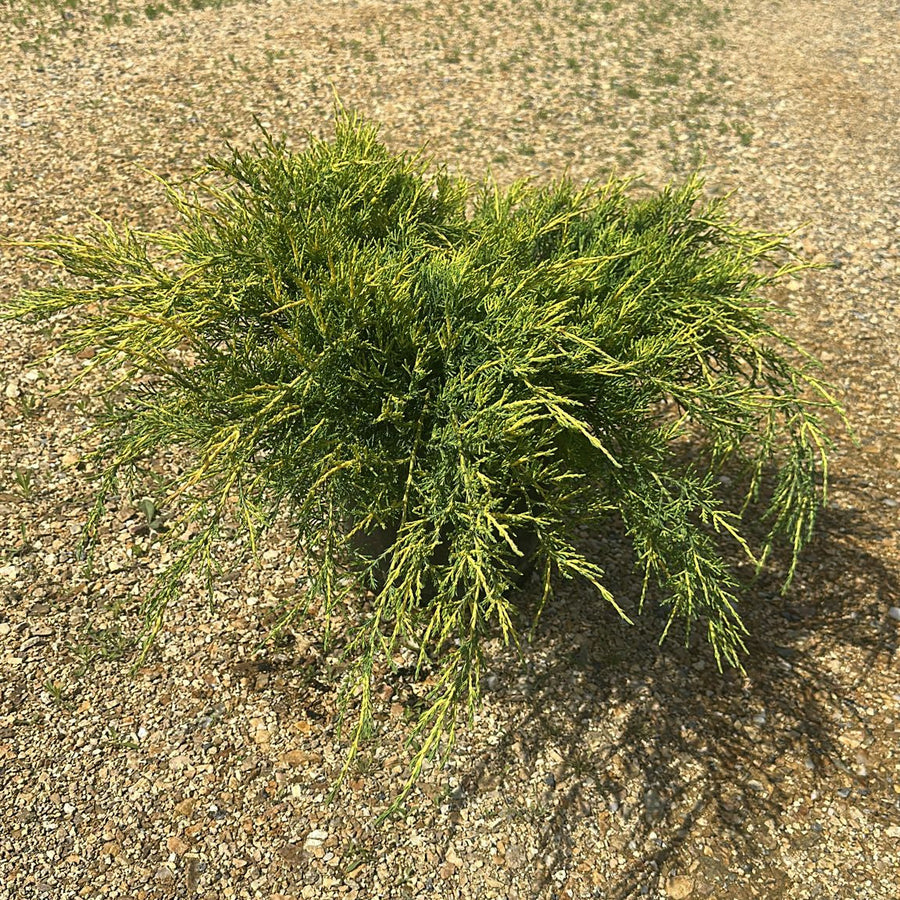 Juniperus Media PTZ.Aurea 40/60 cm 10L